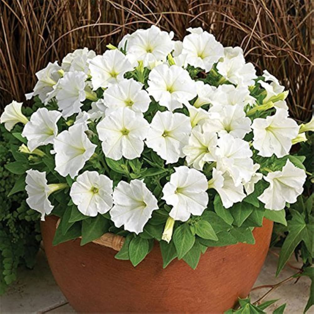 Petunia (flower Petunia hybrida hybrid) for planting in garden